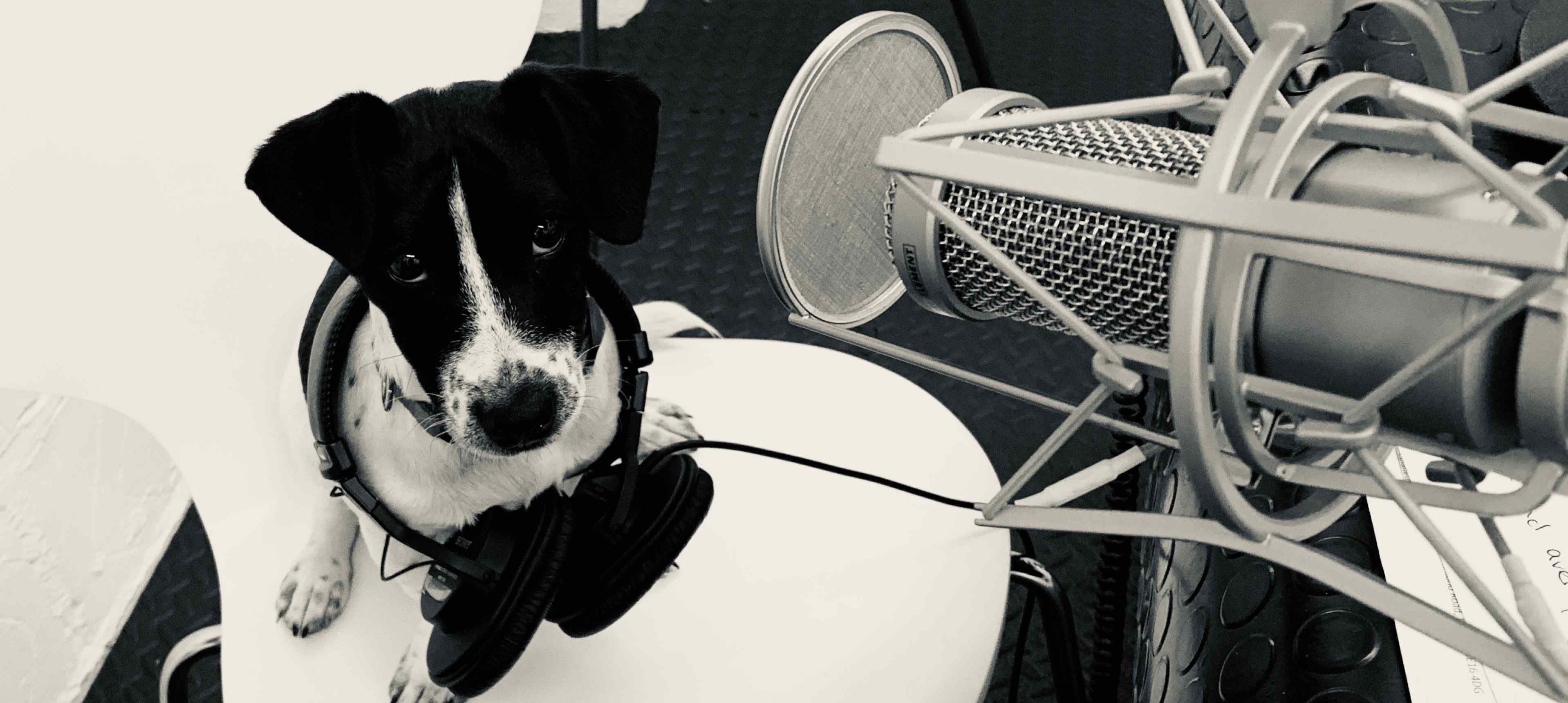 puppy sitting in the podcast studio