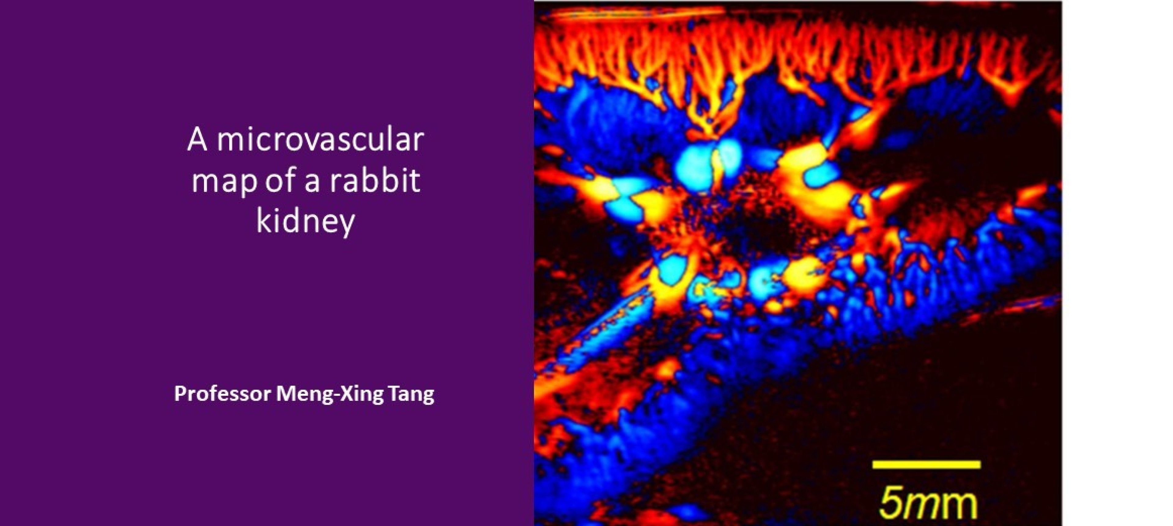 A microvascular map of a rabbit kidney