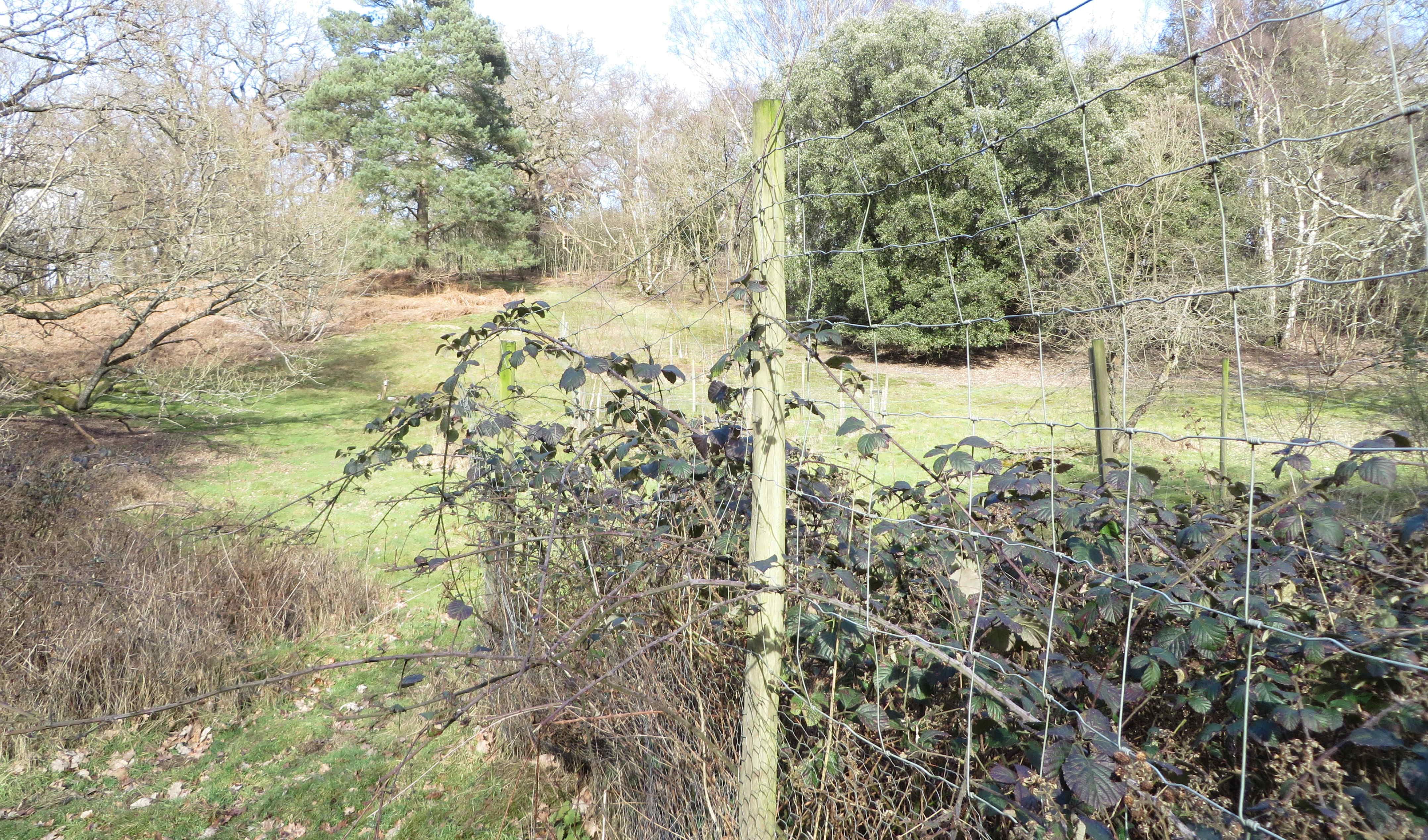 fenced plot in Rookery slope site