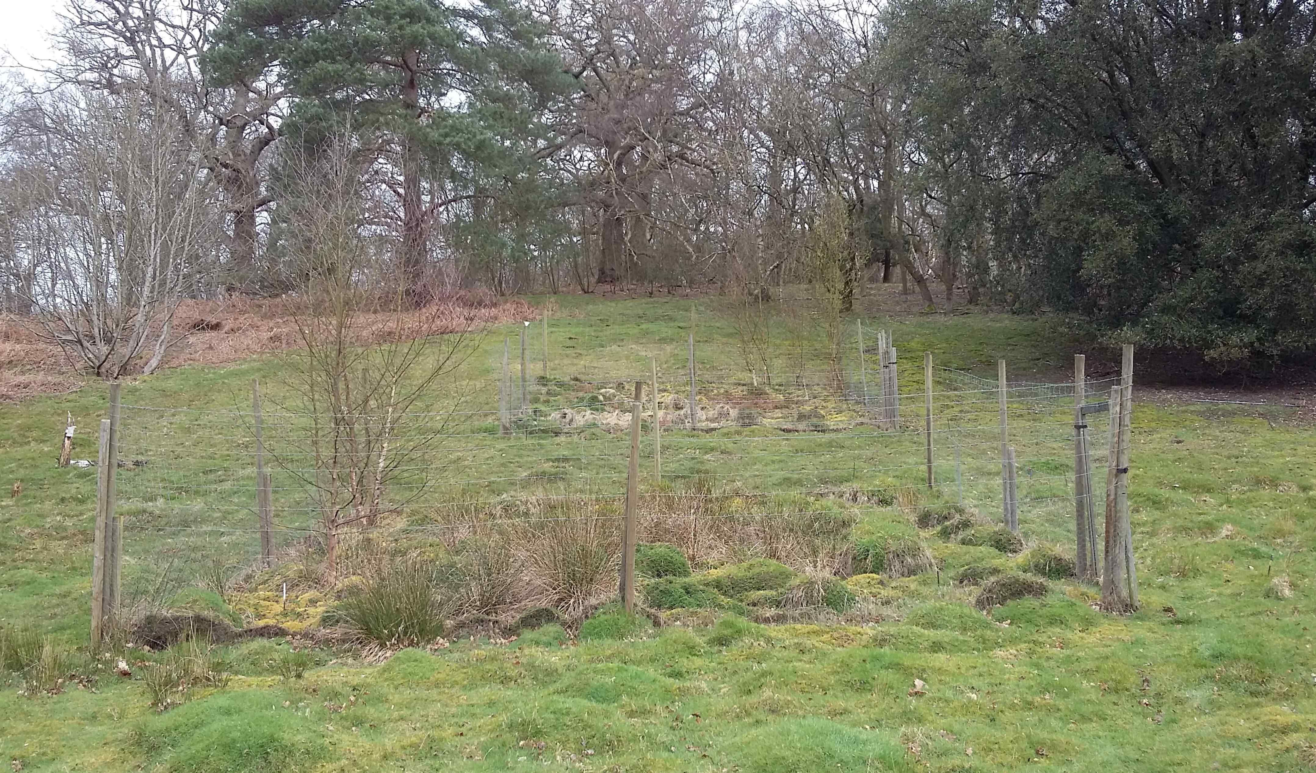 Fenced plots in Rookery Slope site
