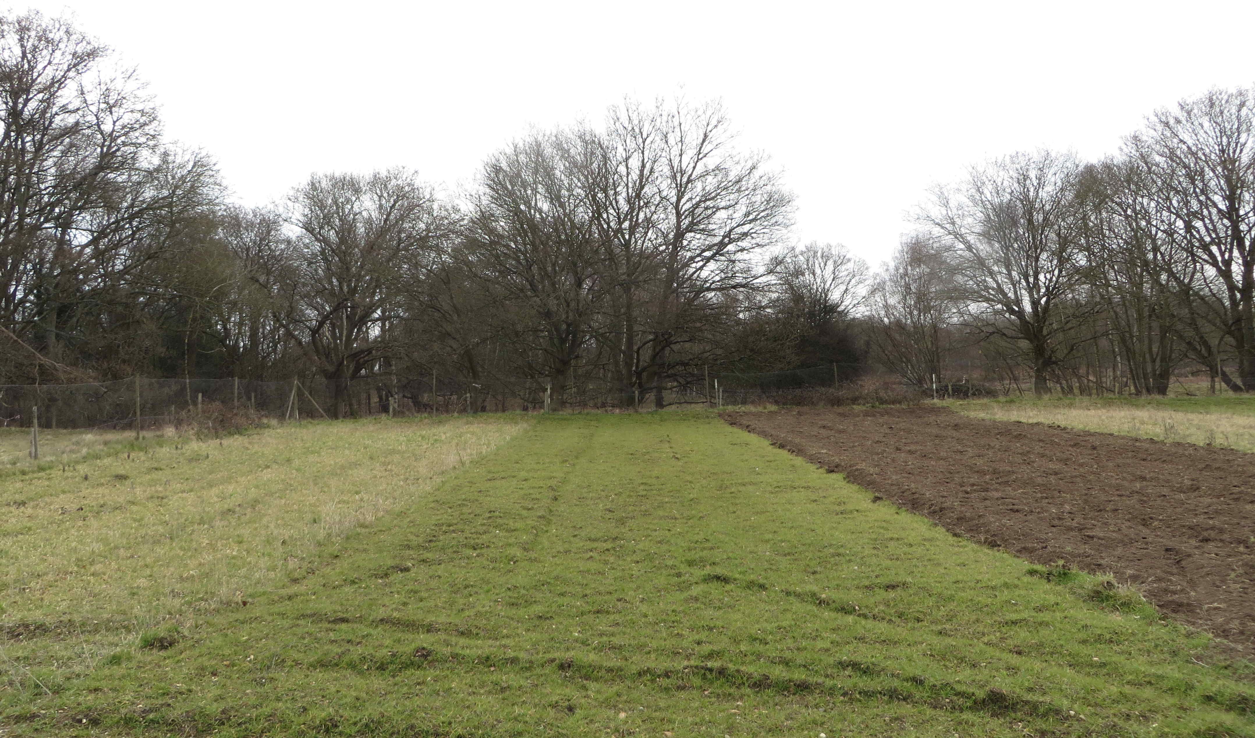 Pound Hill cultivation strips