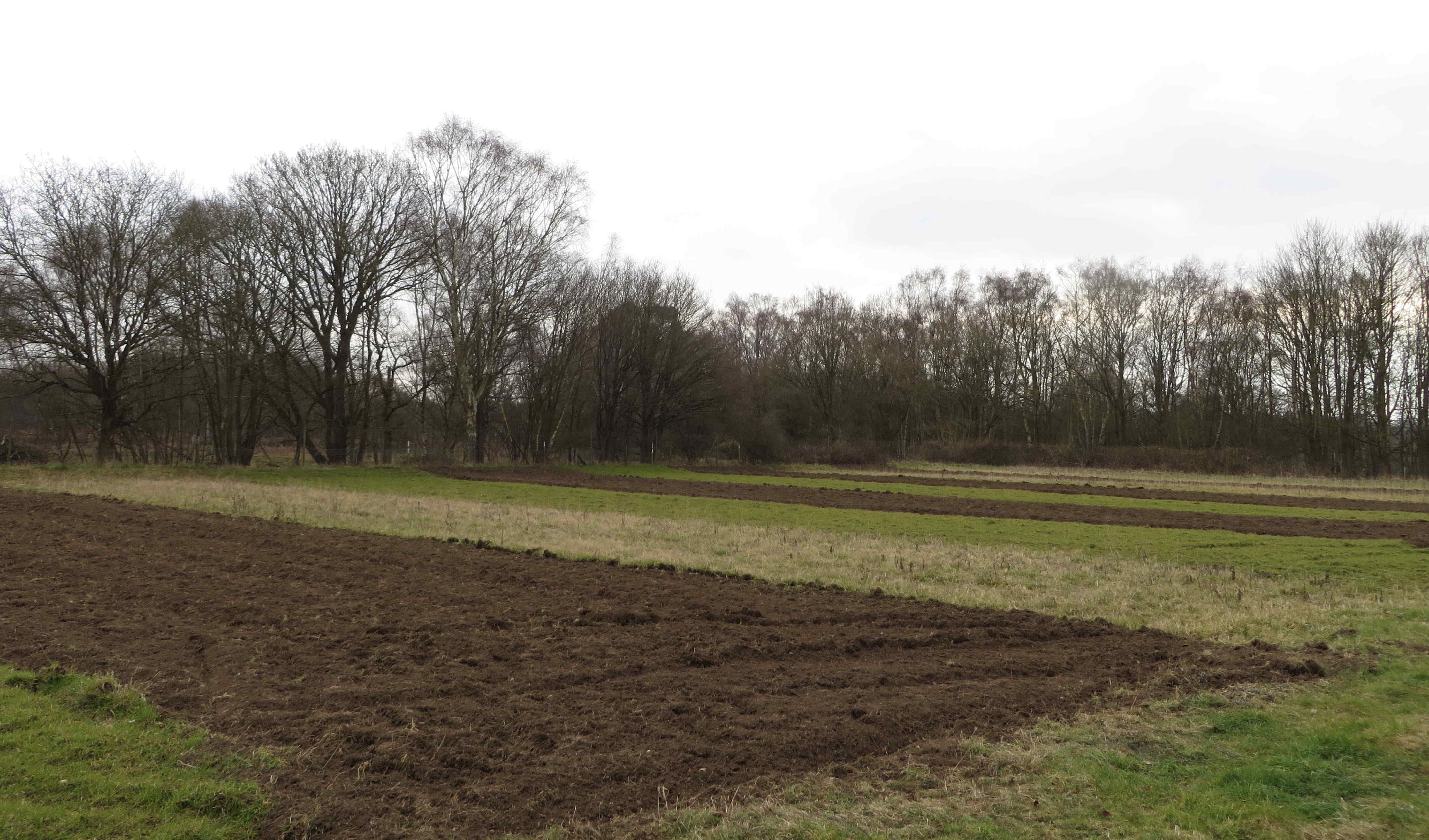 Pound Hill cultivation strips