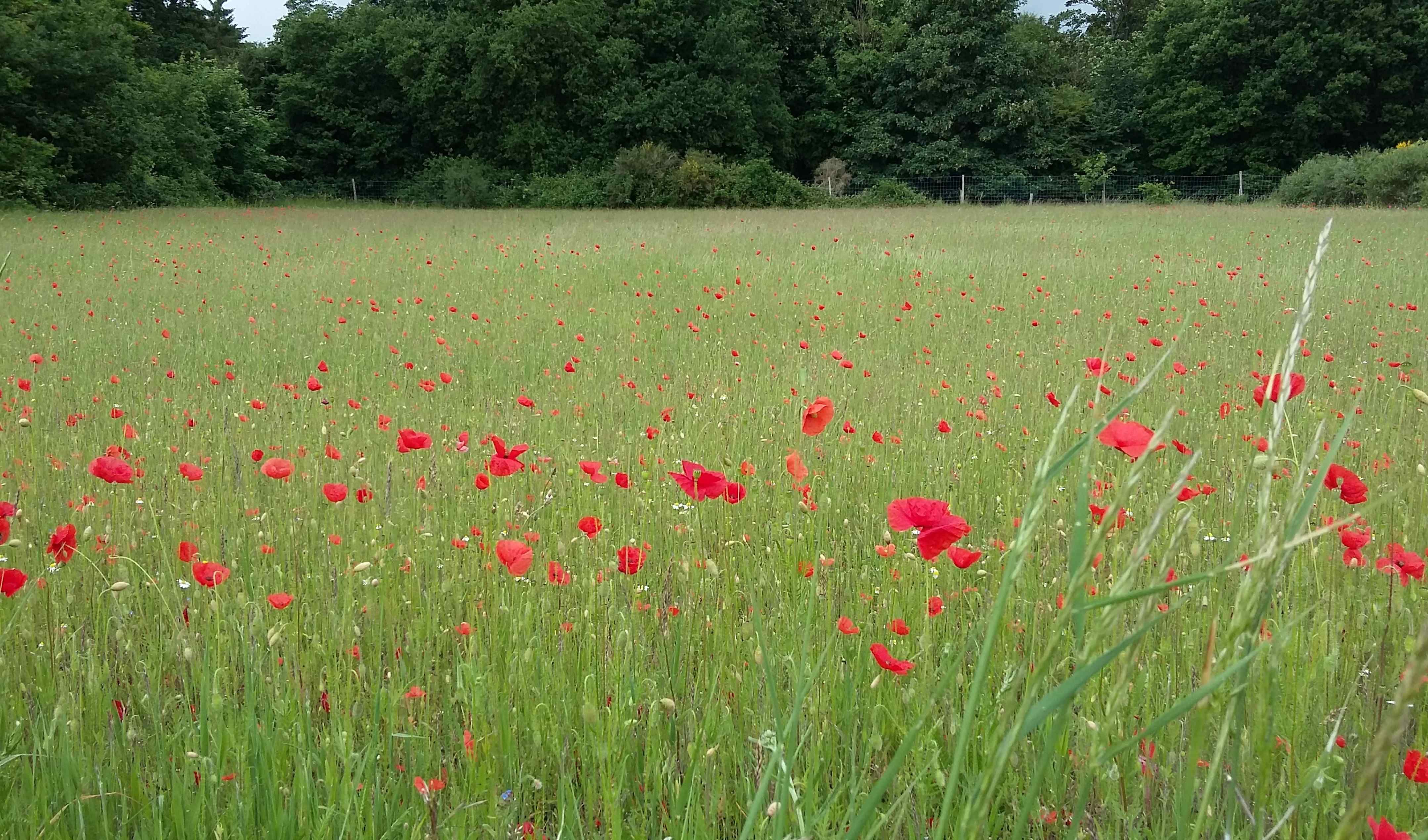 Pound Hill Field