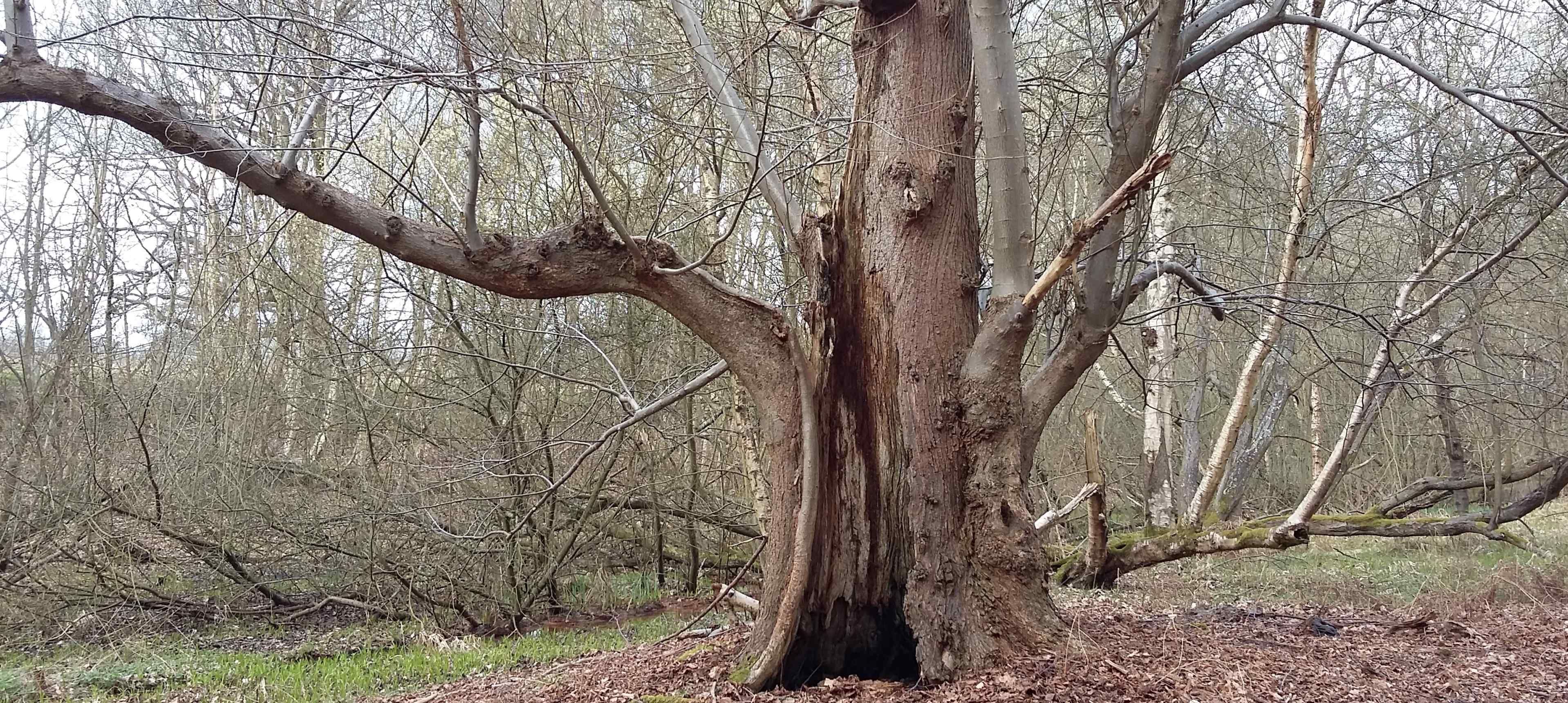 The rookery Silwood Park