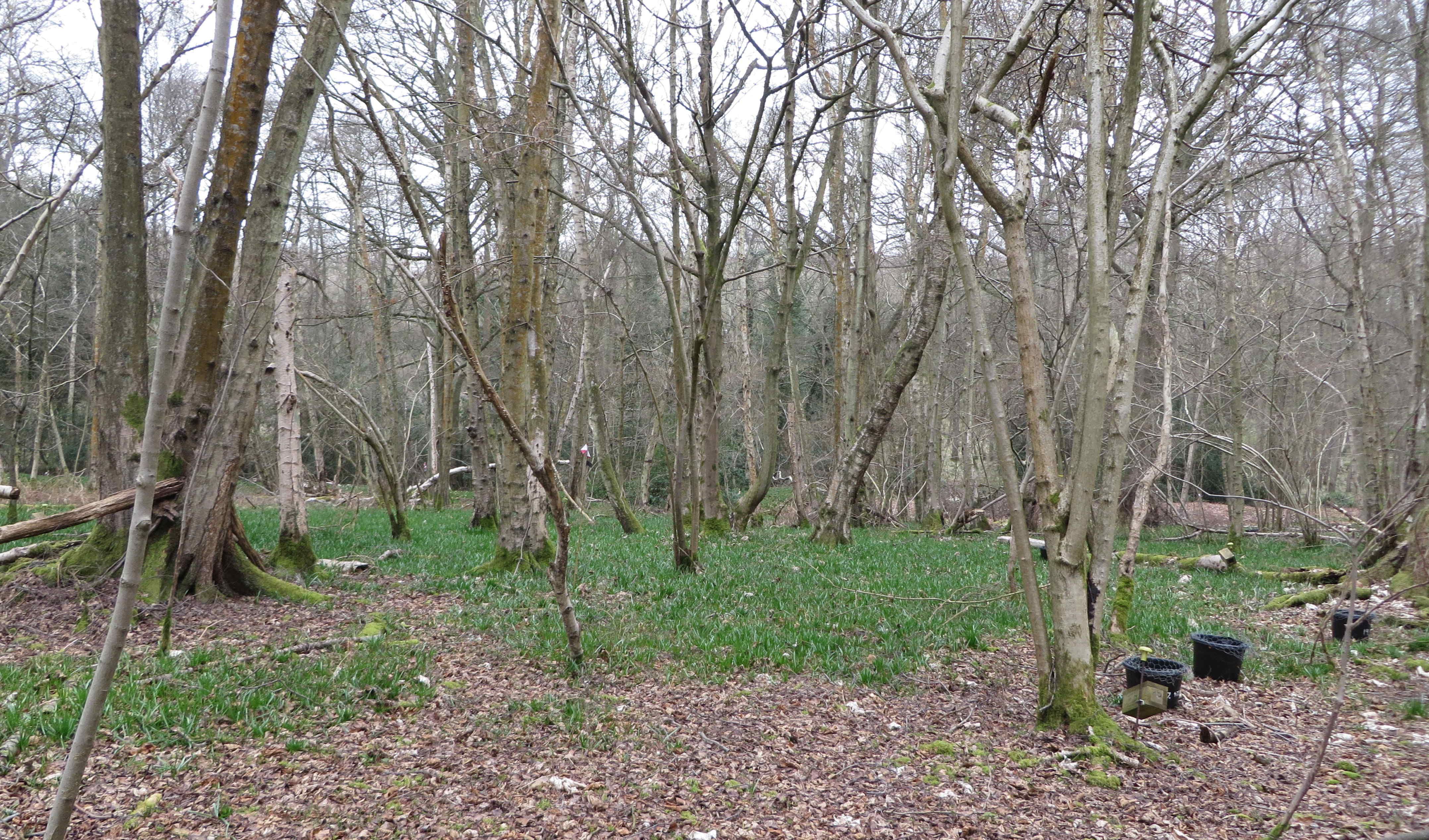 Nash's Copse March 2016