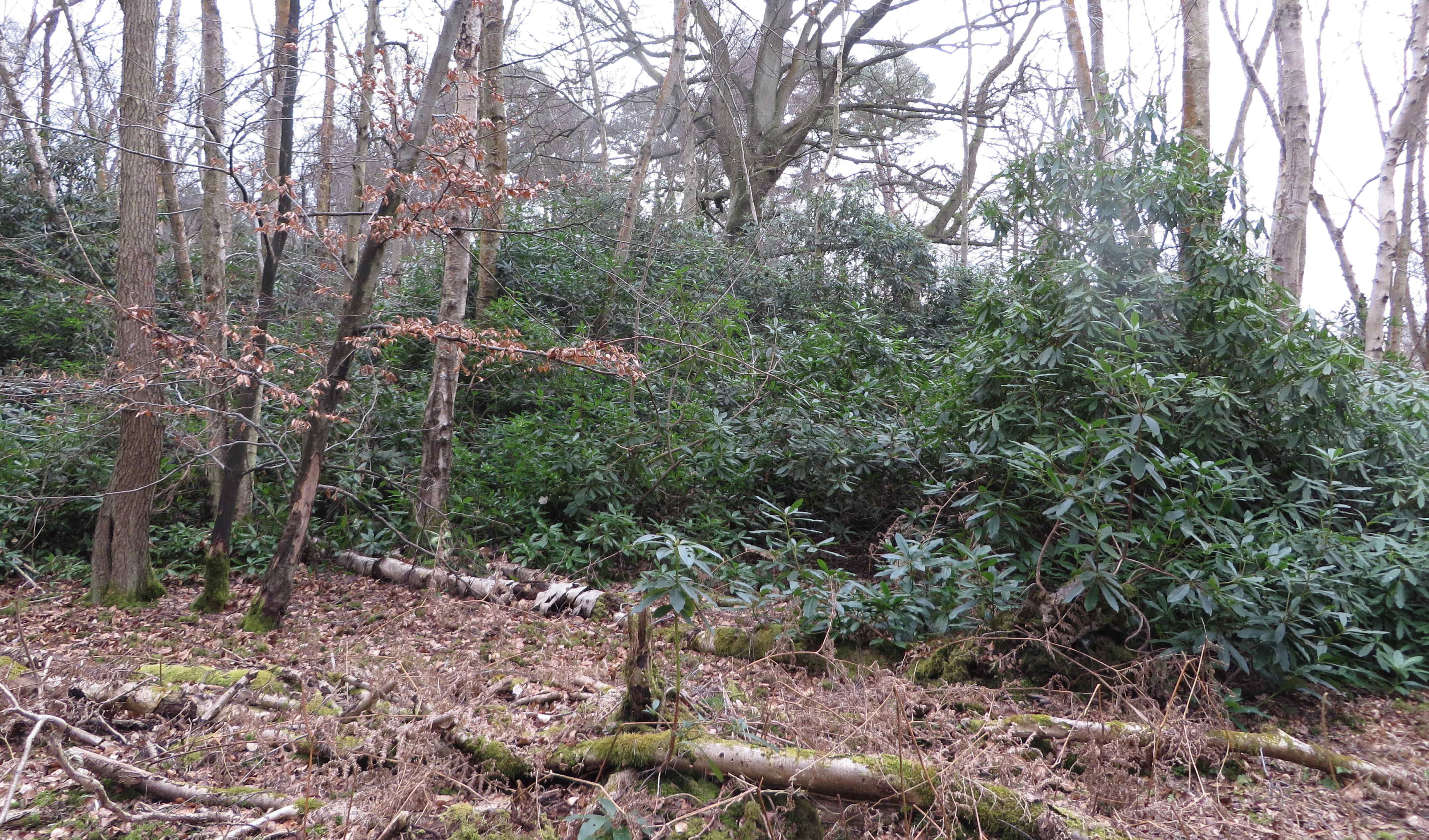 Rhododendron Nash's copse