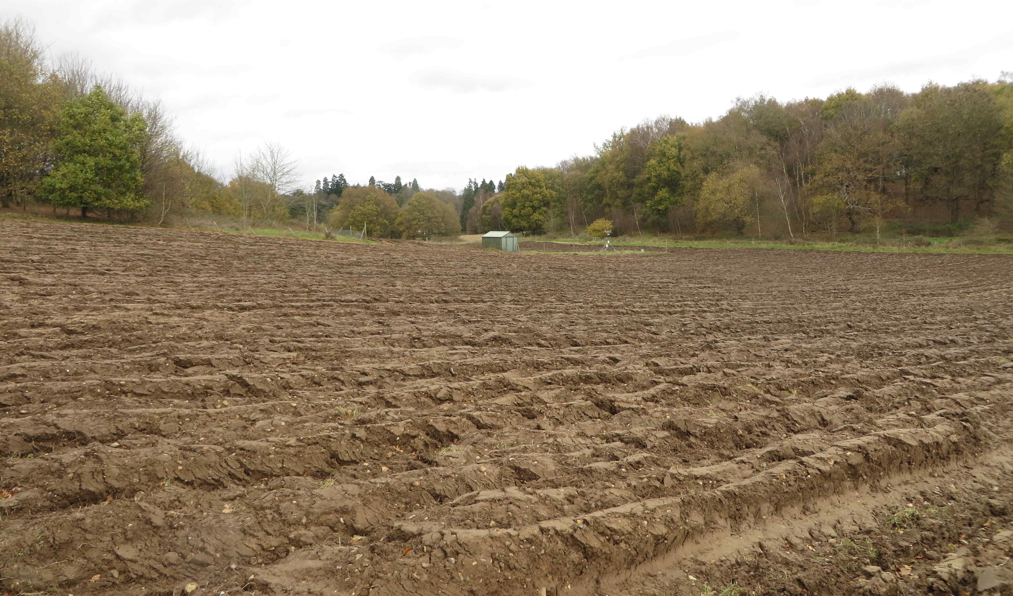 Silwood Bottom field