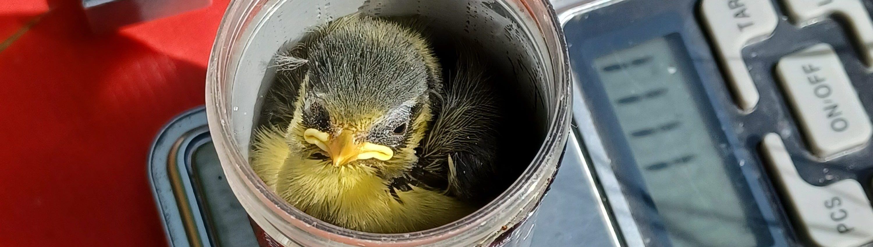 Blue Tit chick