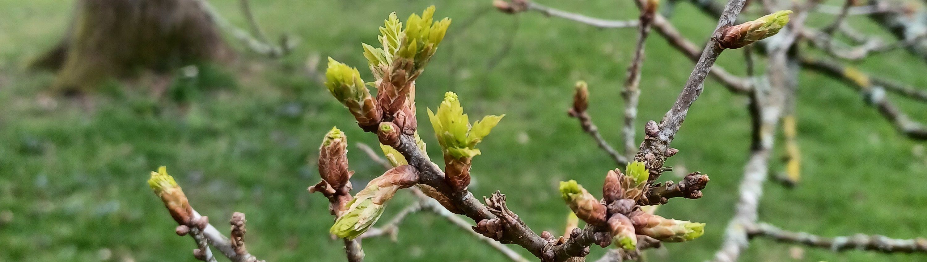 Oak leaf burst