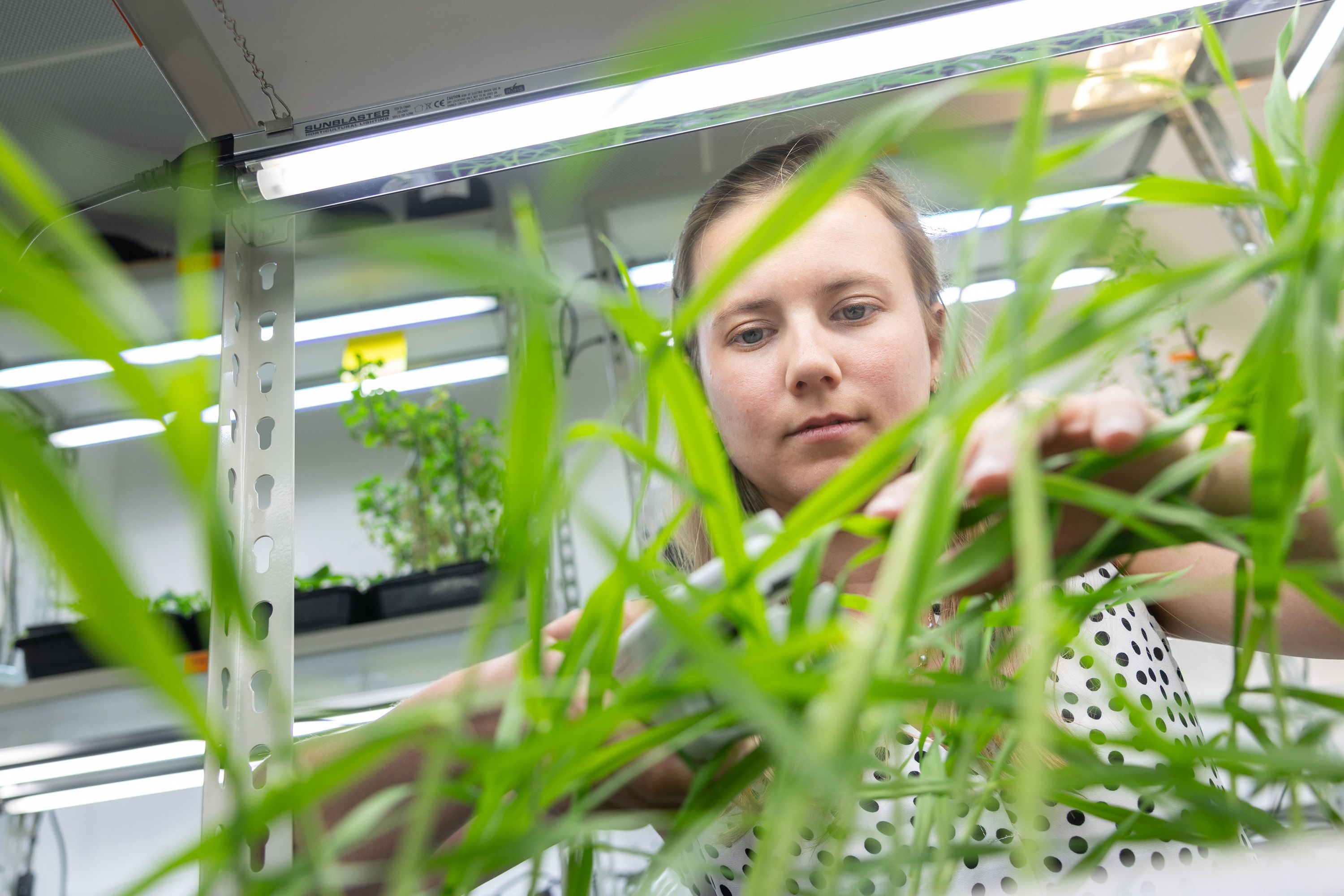 A shot of the woman examining green plants, framed through the leaves of the plant