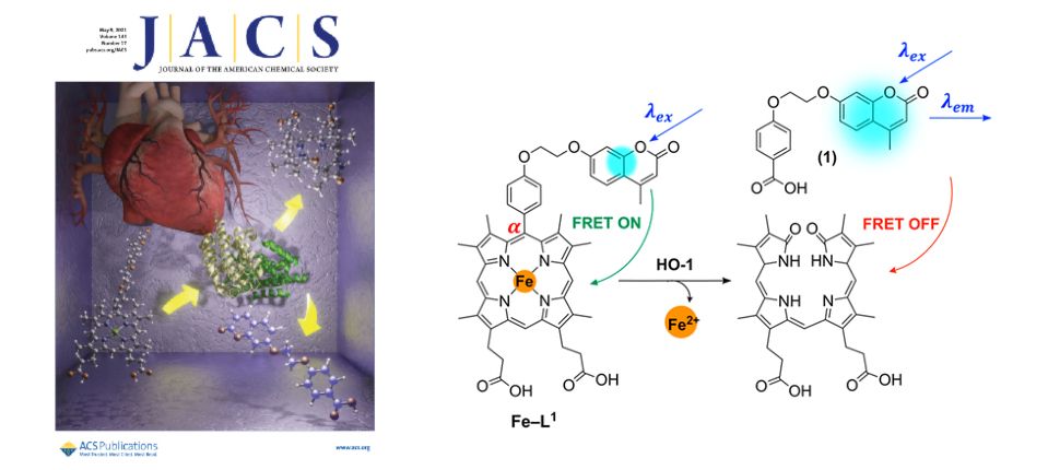 A Coumarin–Porphyrin FRET Break-Apart Probe for Heme Oxygenase-1