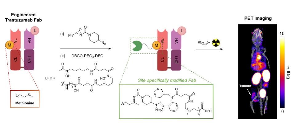 Site-Specific 68Ga Radiolabeling of Trastuzumab Fab via Methionine for ImmunoPET Imaging