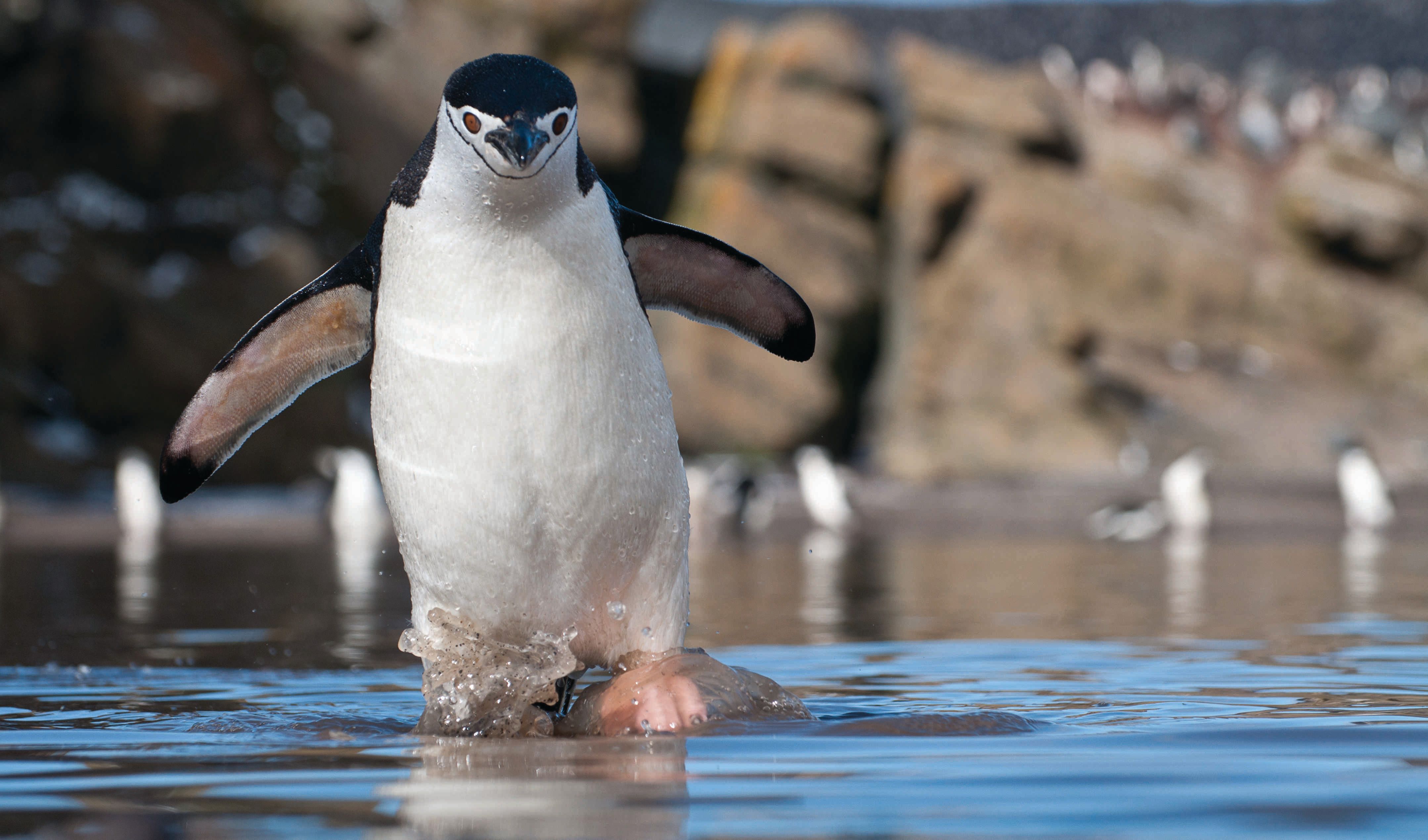 Penguin