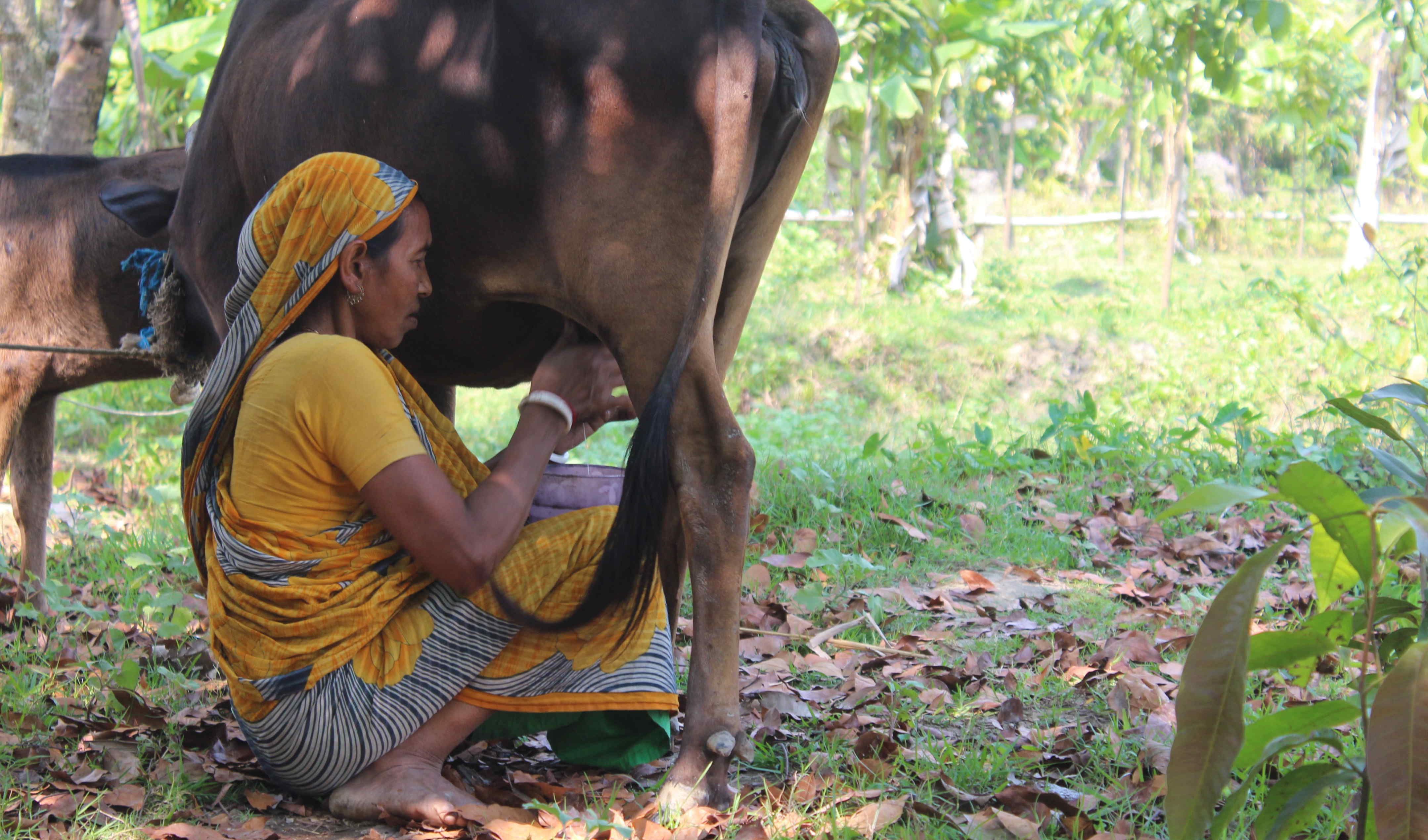 Dairy farming