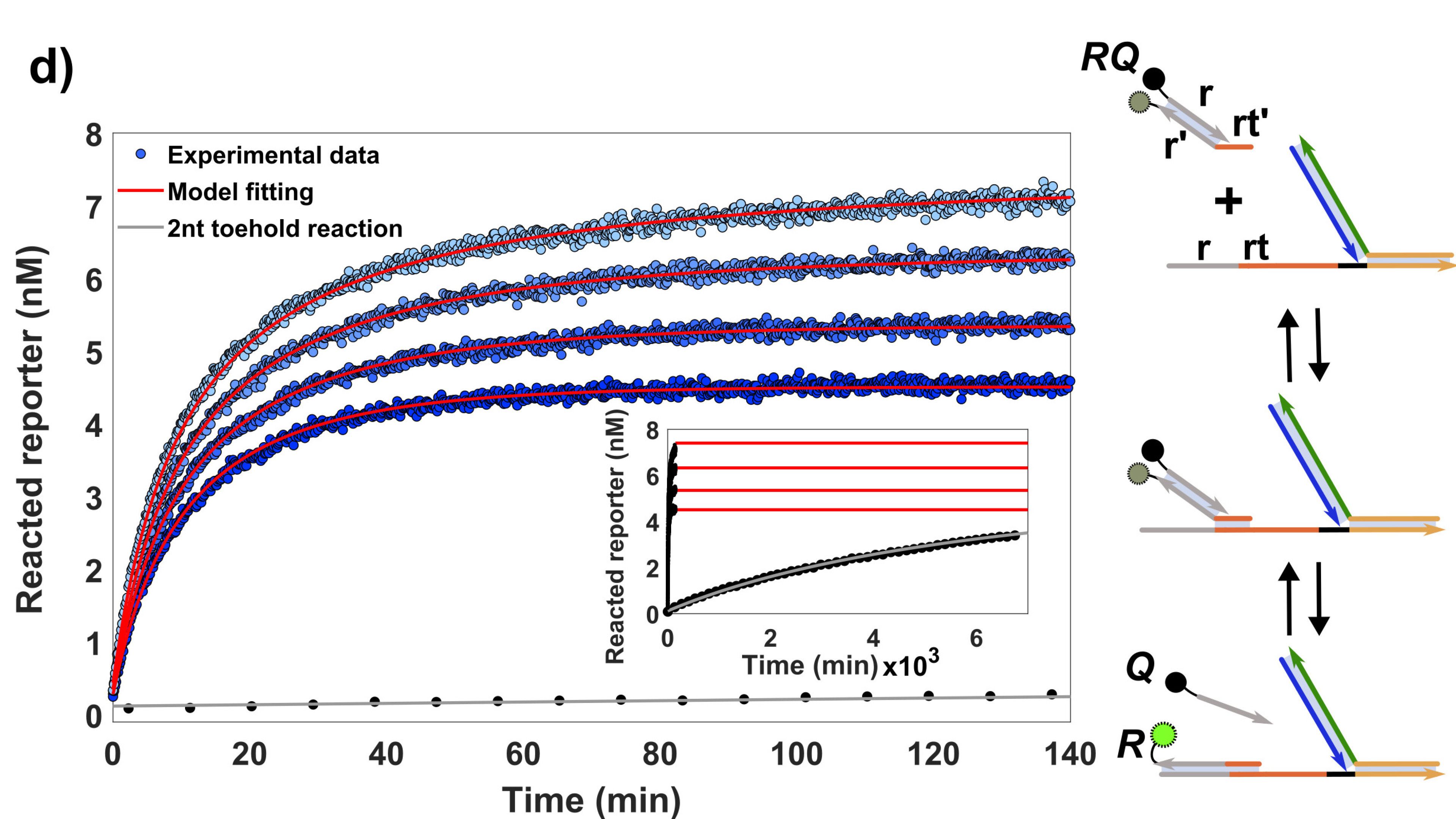 Handhold-mediated strand displacement 