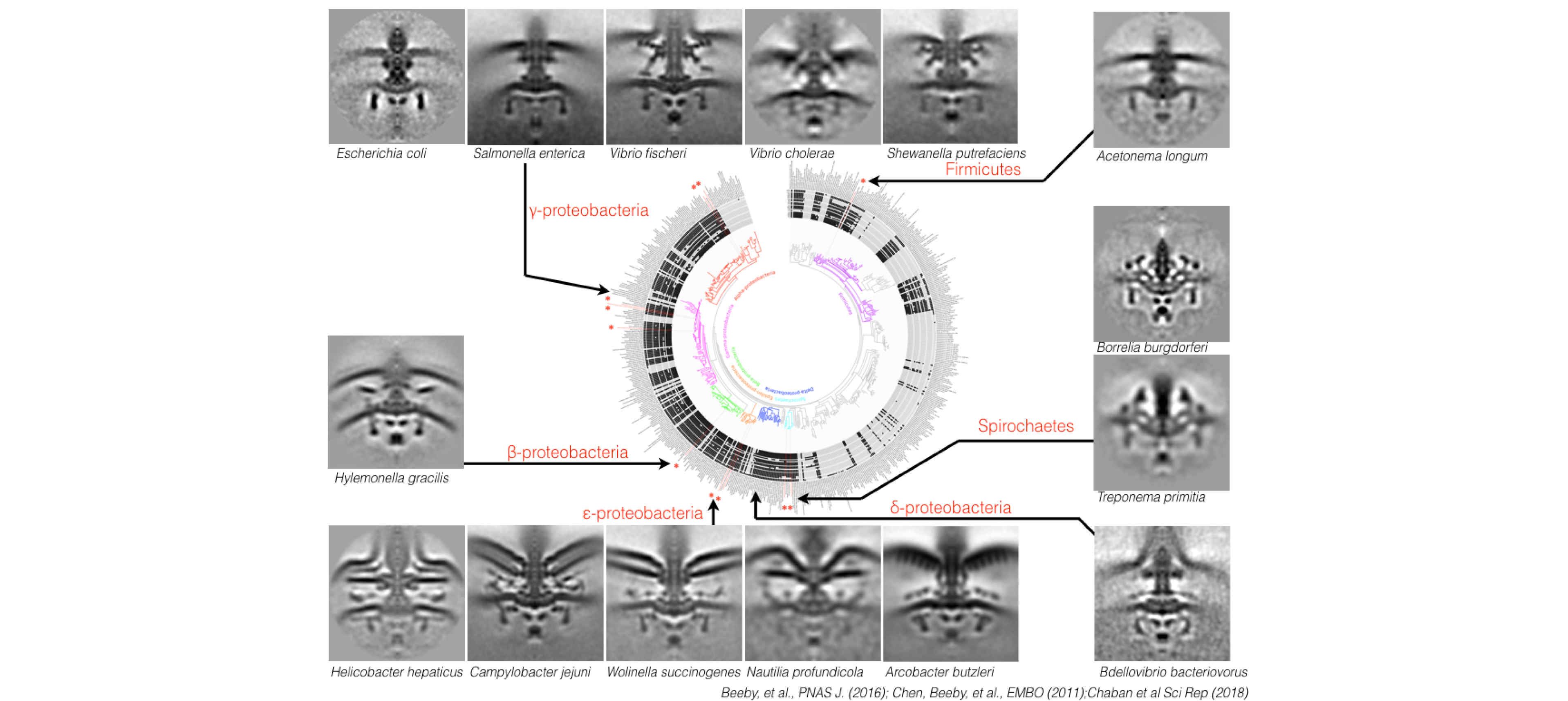 Bacterial flagellar diversity