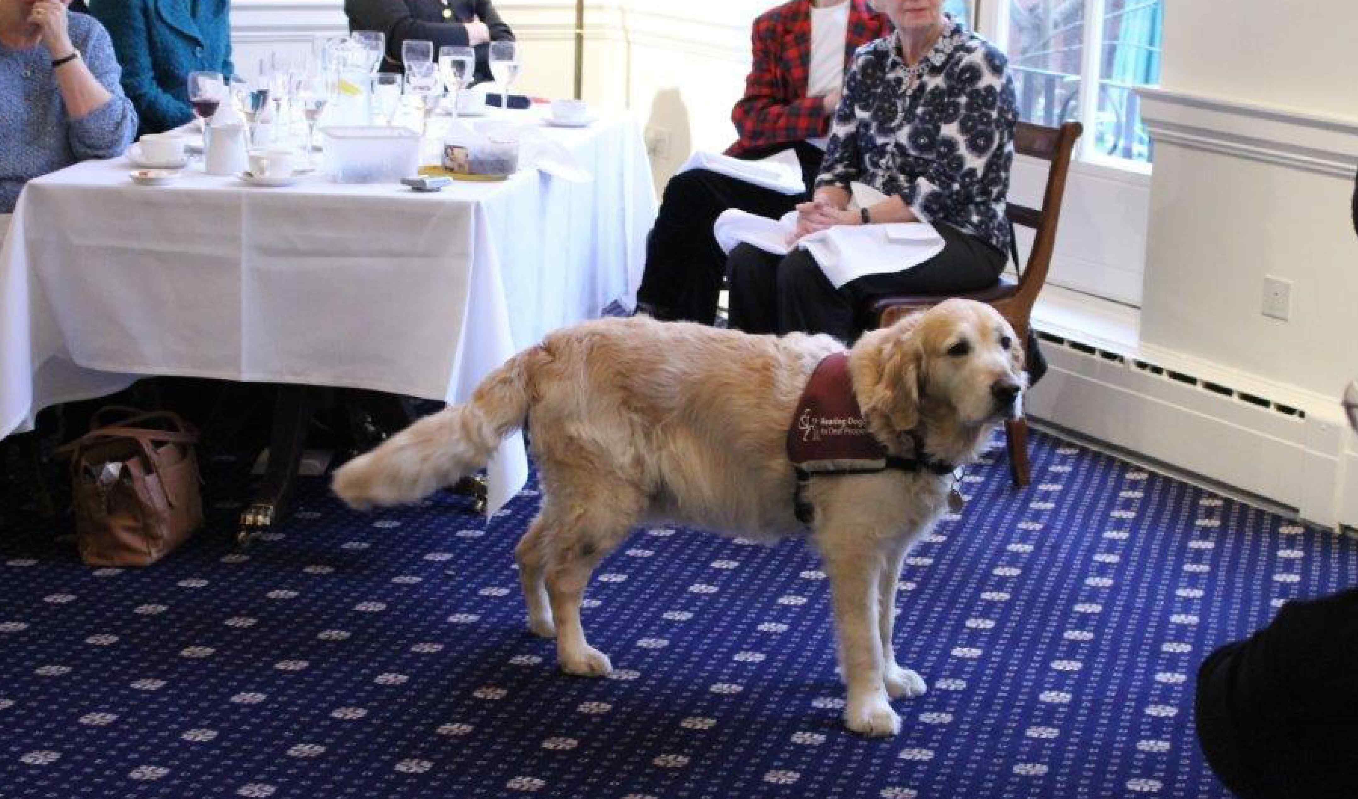 Hearing Dogs