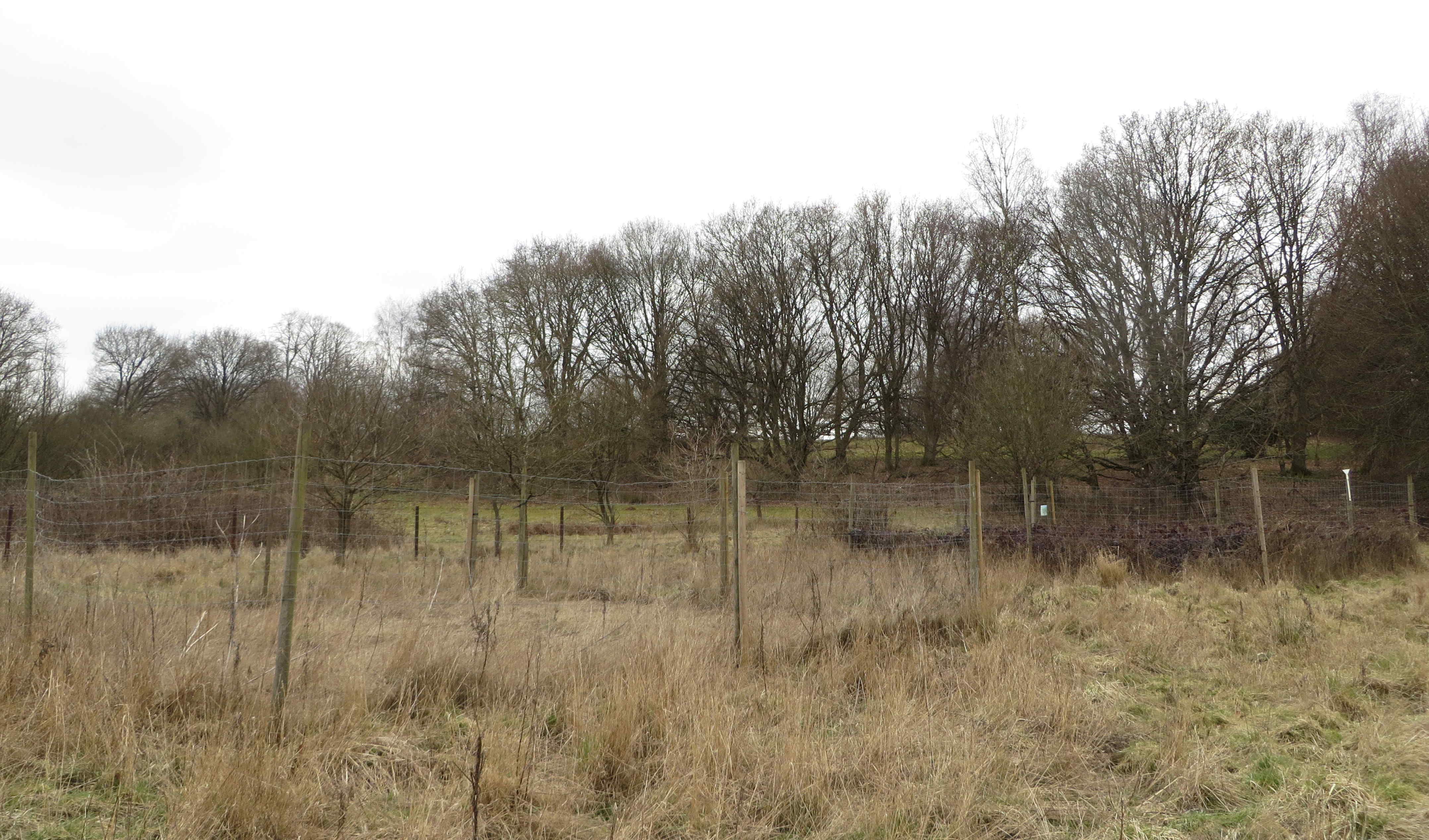 two fenced plots in Herons' brook site