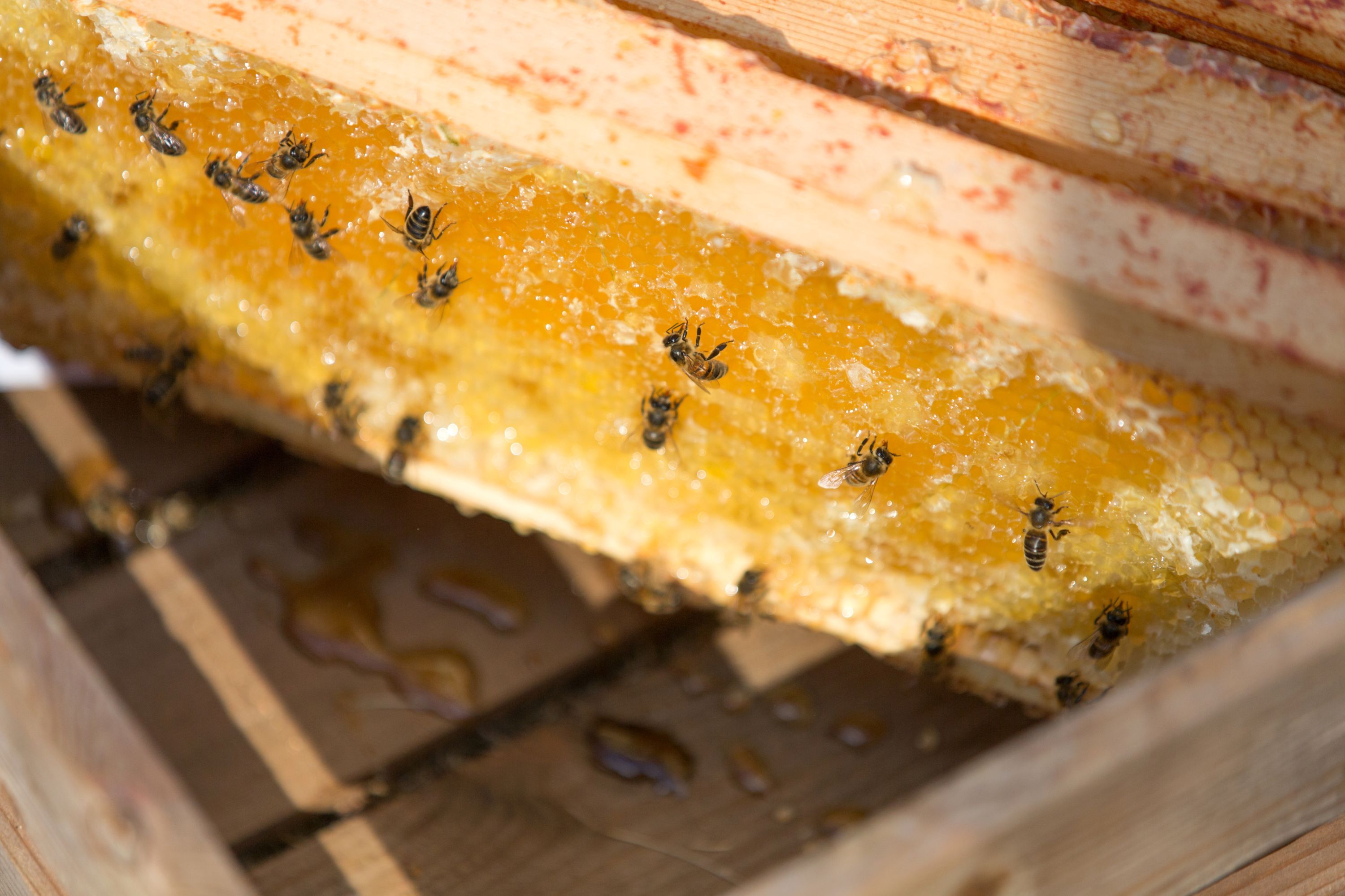 Bees on a section of beehive