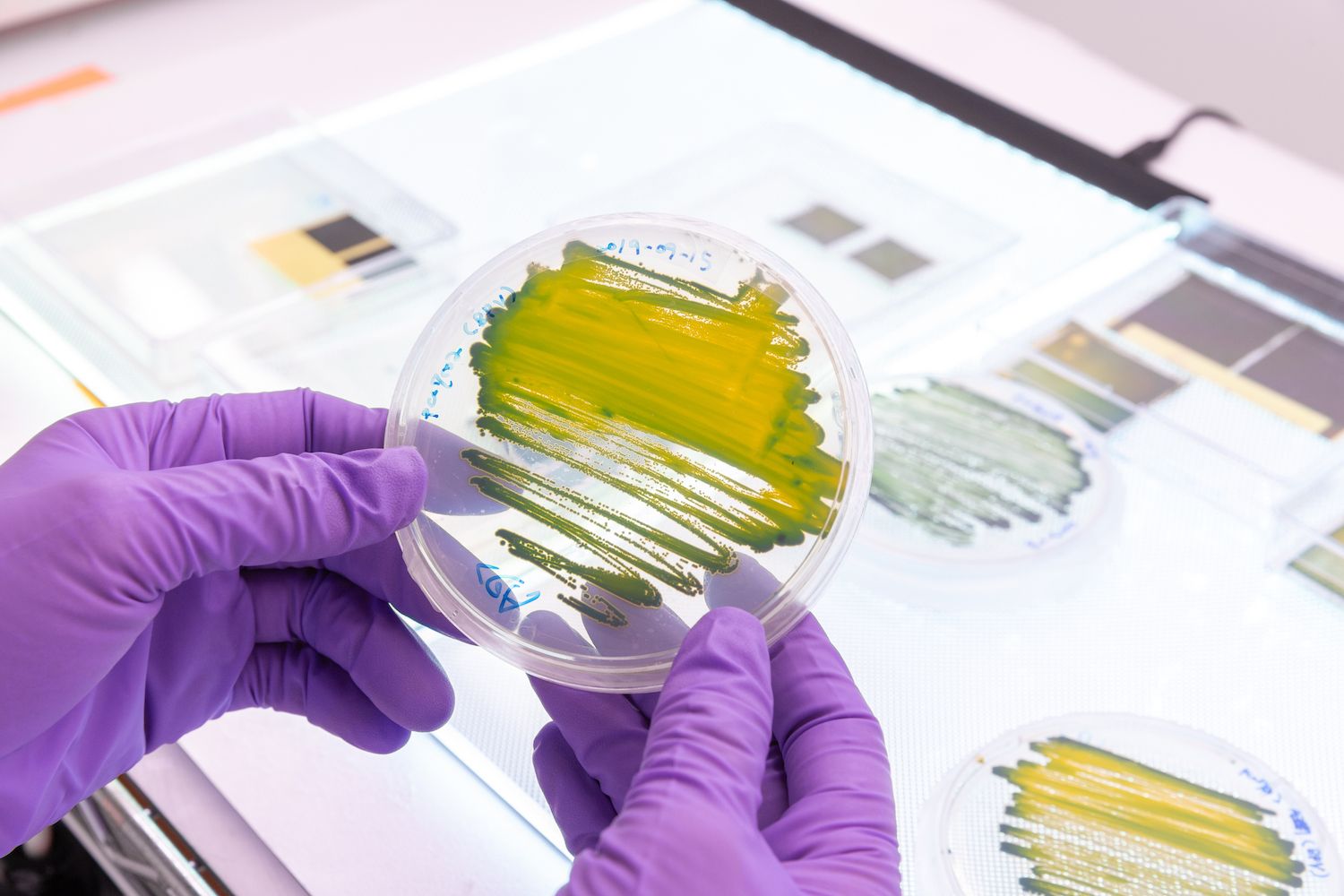 Living solar panel made from cyanobacteria in glass dish