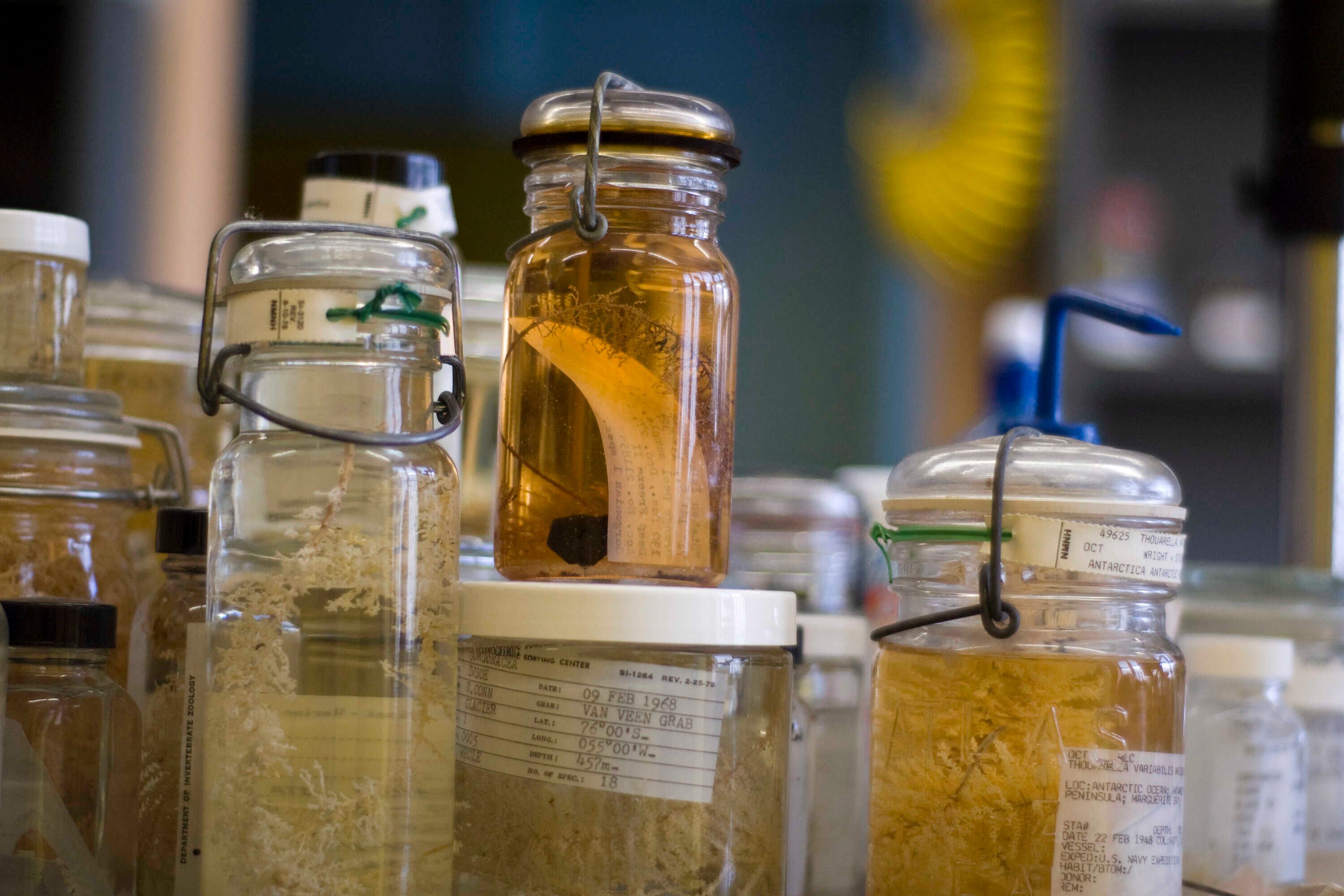 Deep sea coral samples