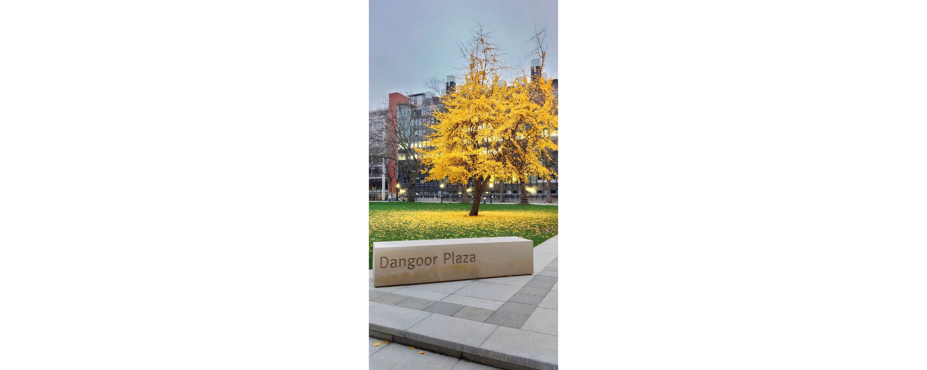 Yellow flowers on campus