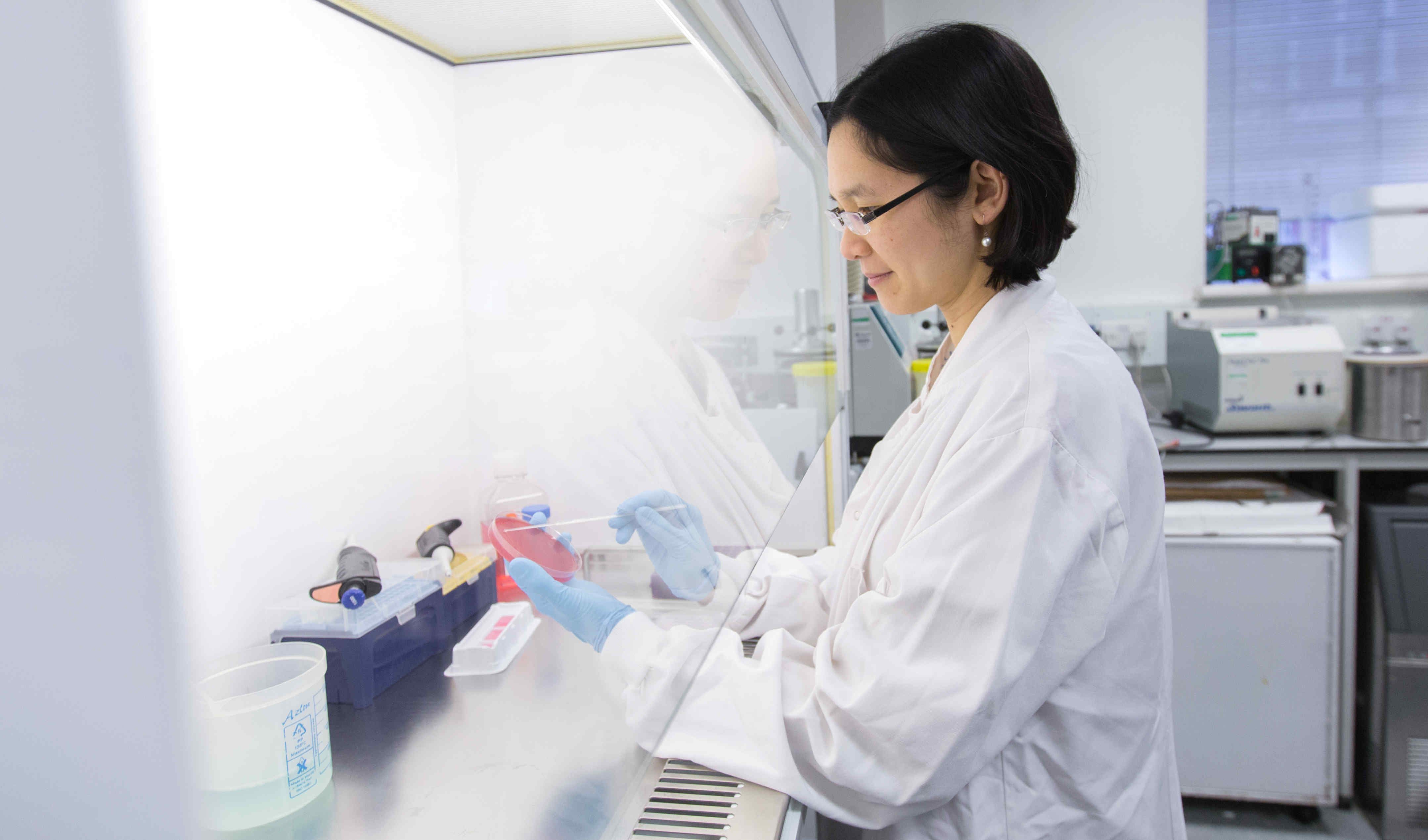 Inoculating a blood agar plate in the biological safety cabinet
