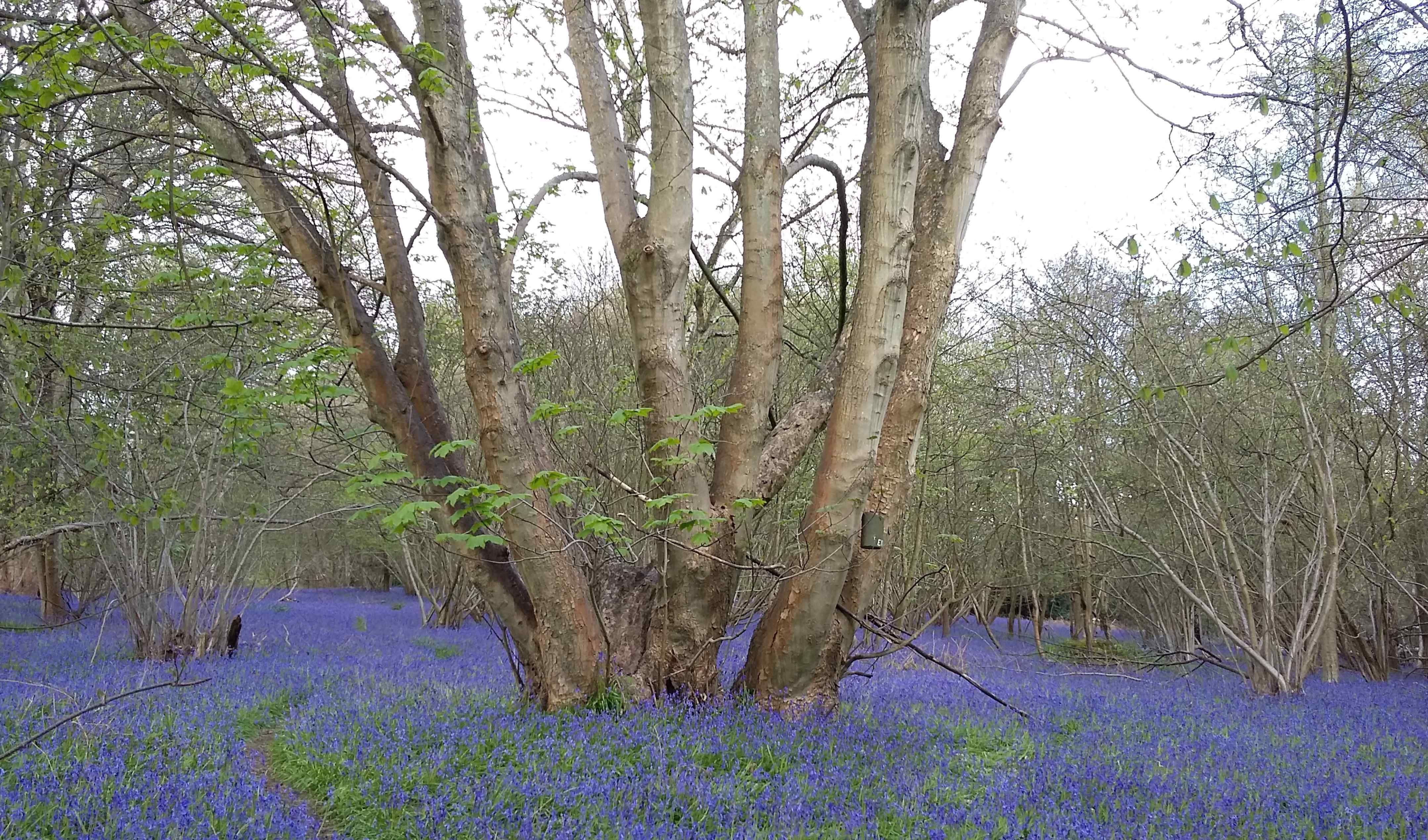 bluebells april2016