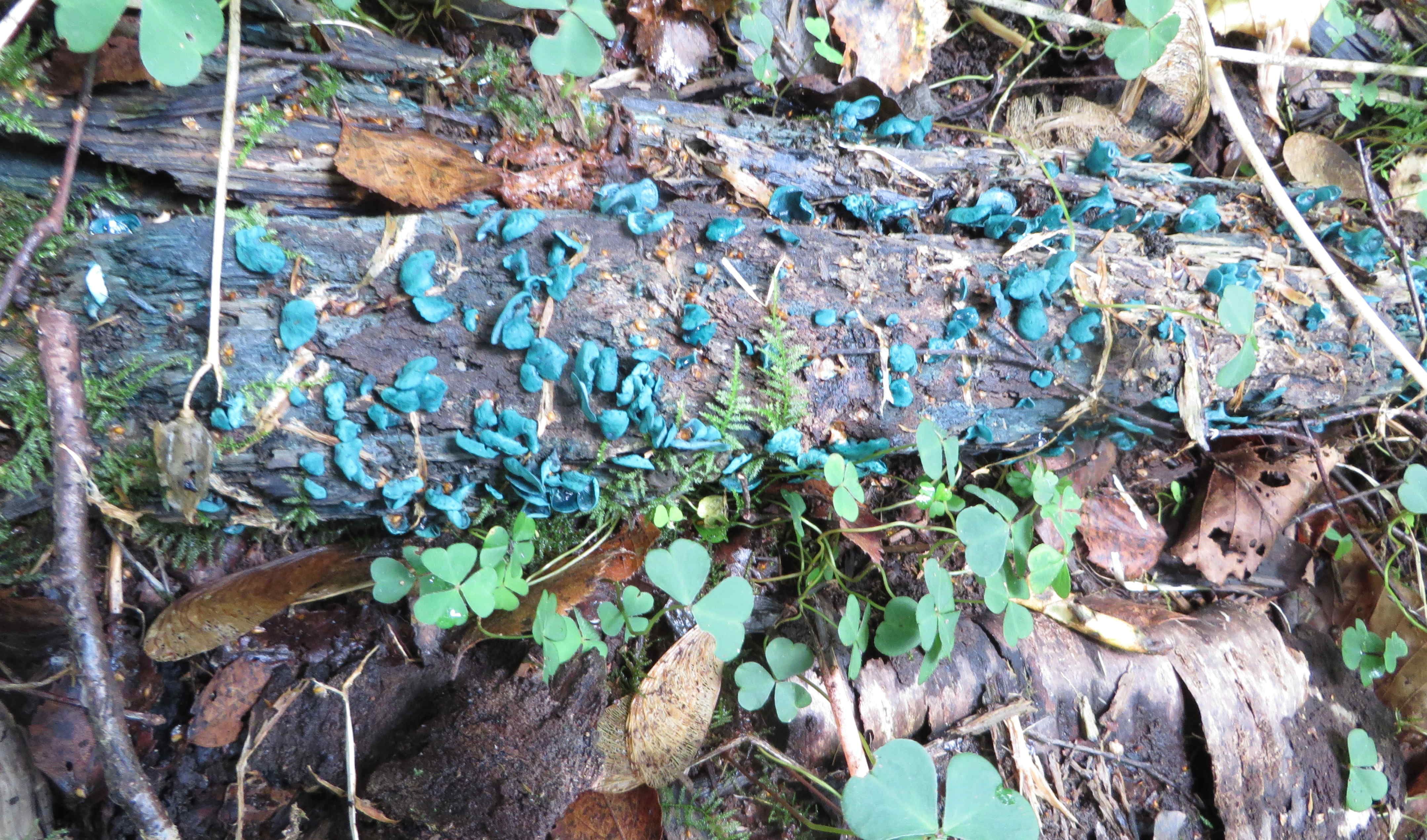 blue fungus