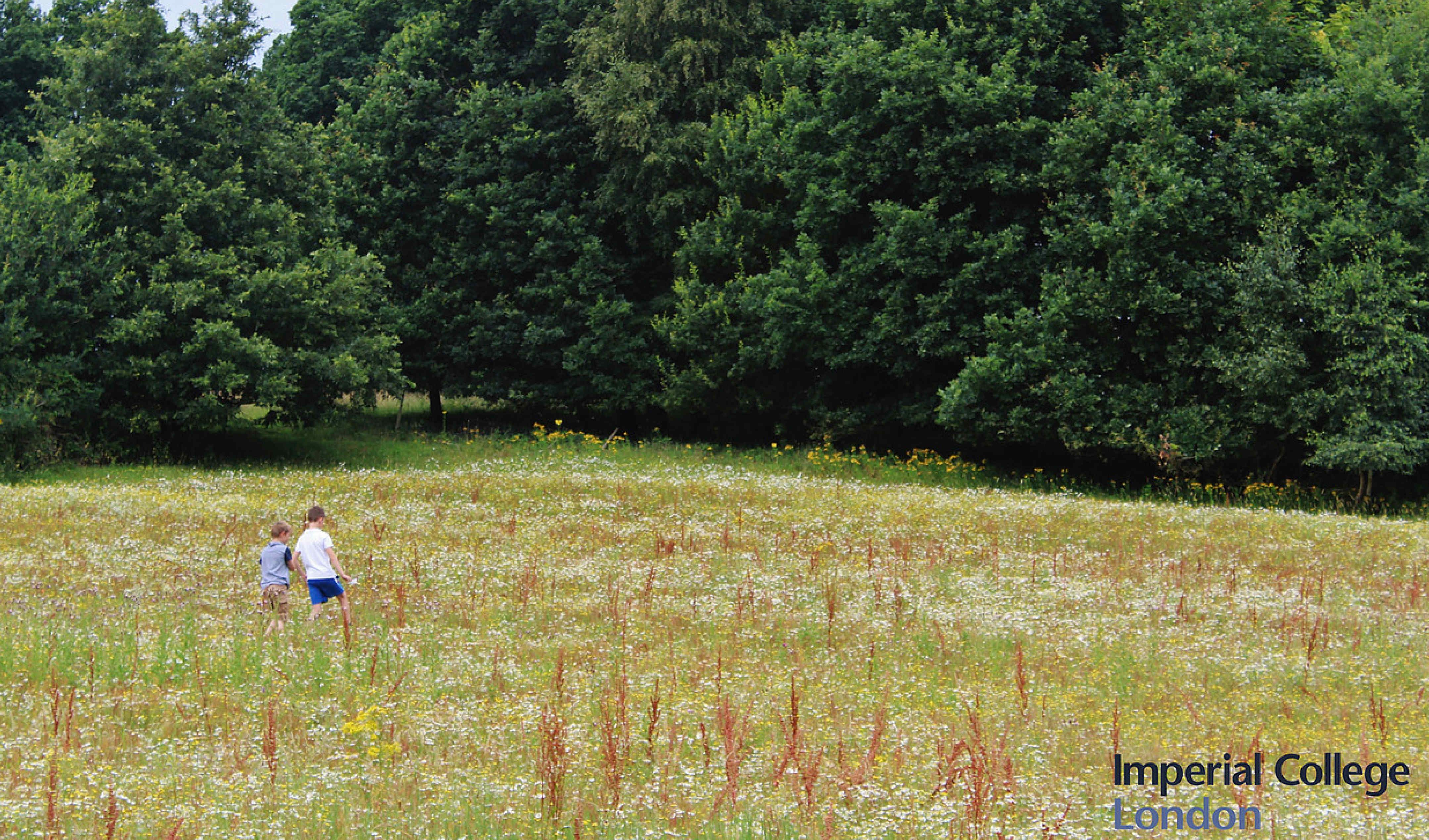 Silwood bottom field