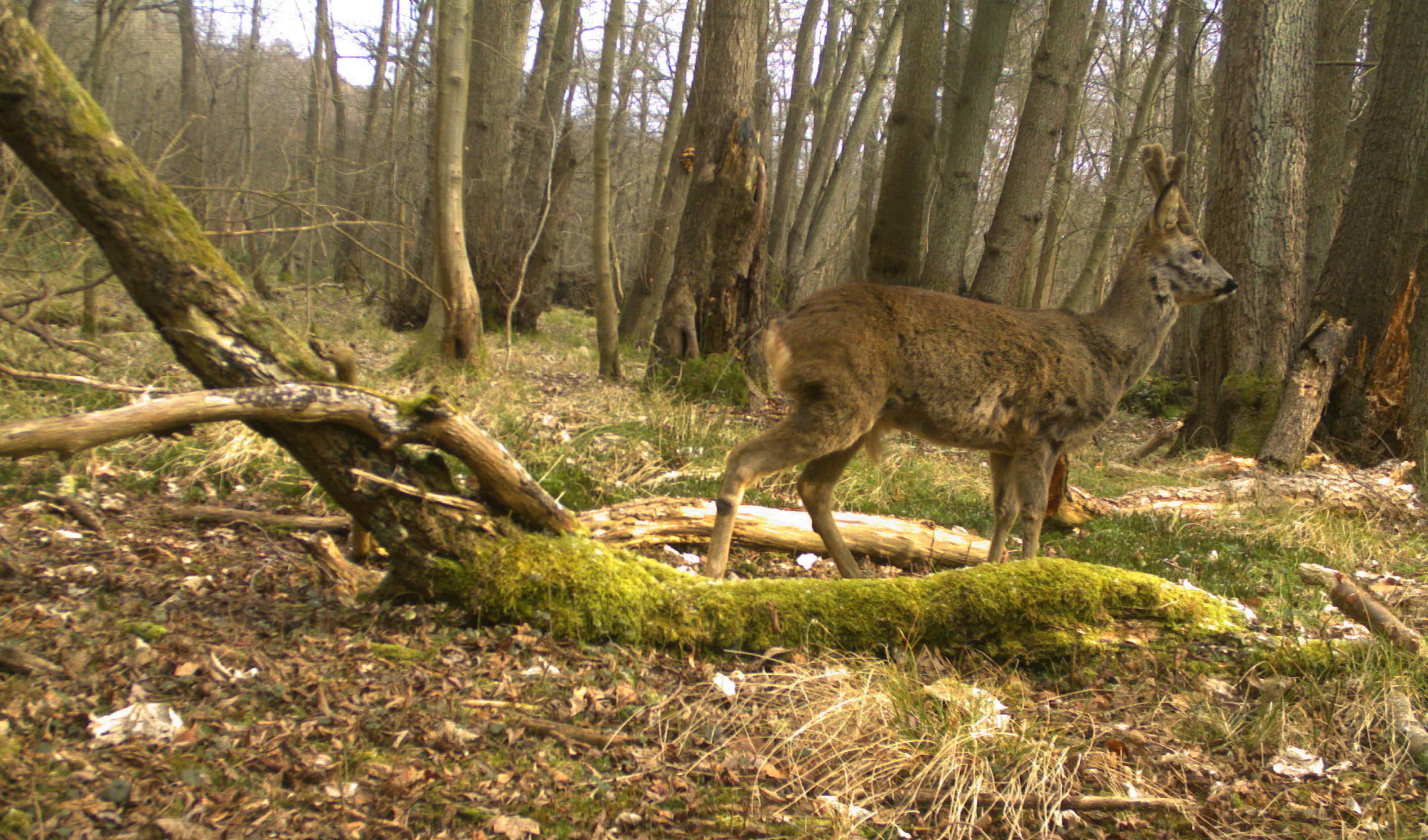 deer