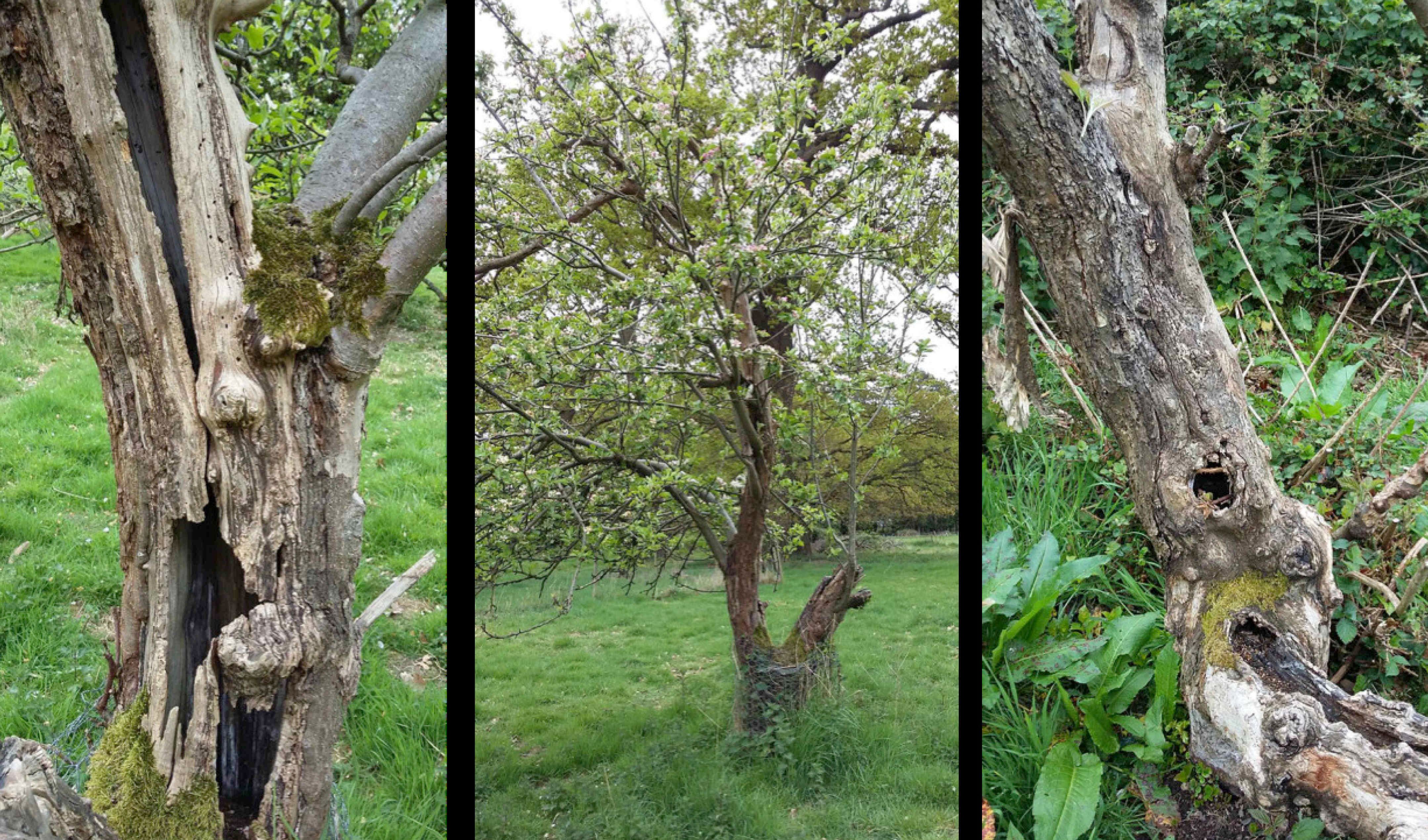 old apple trees